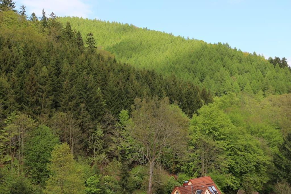 Sonnige 60m² Ferienwohnung für 5 Personen Bad Lauterberg im Harz Exterior foto